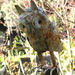 Tinny Owl by kiwinanna