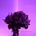 Purple light by parisouailleurs