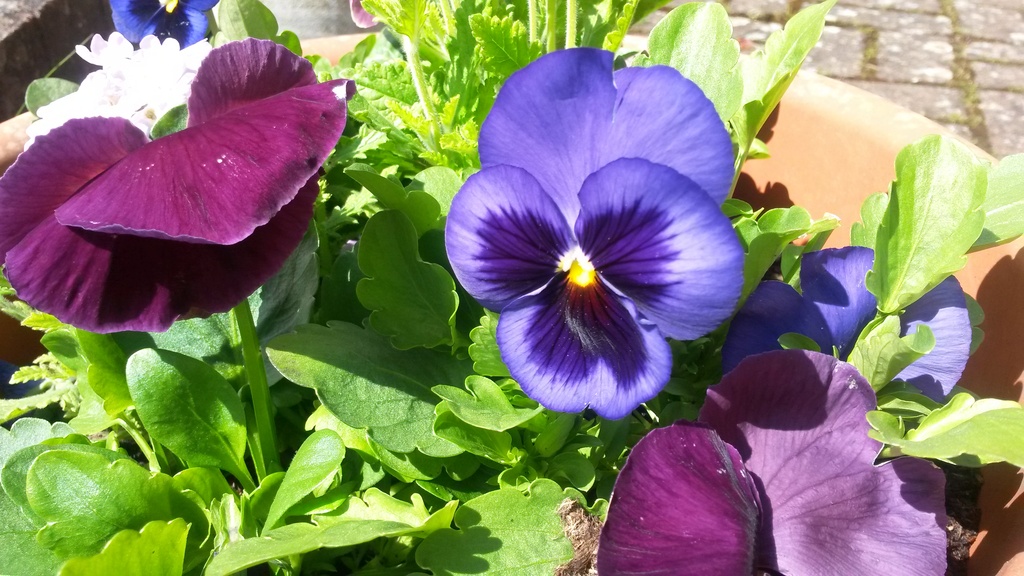 Colourful Pansies by elainepenney