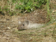 27th Jun 2014 - Saved hedgehog