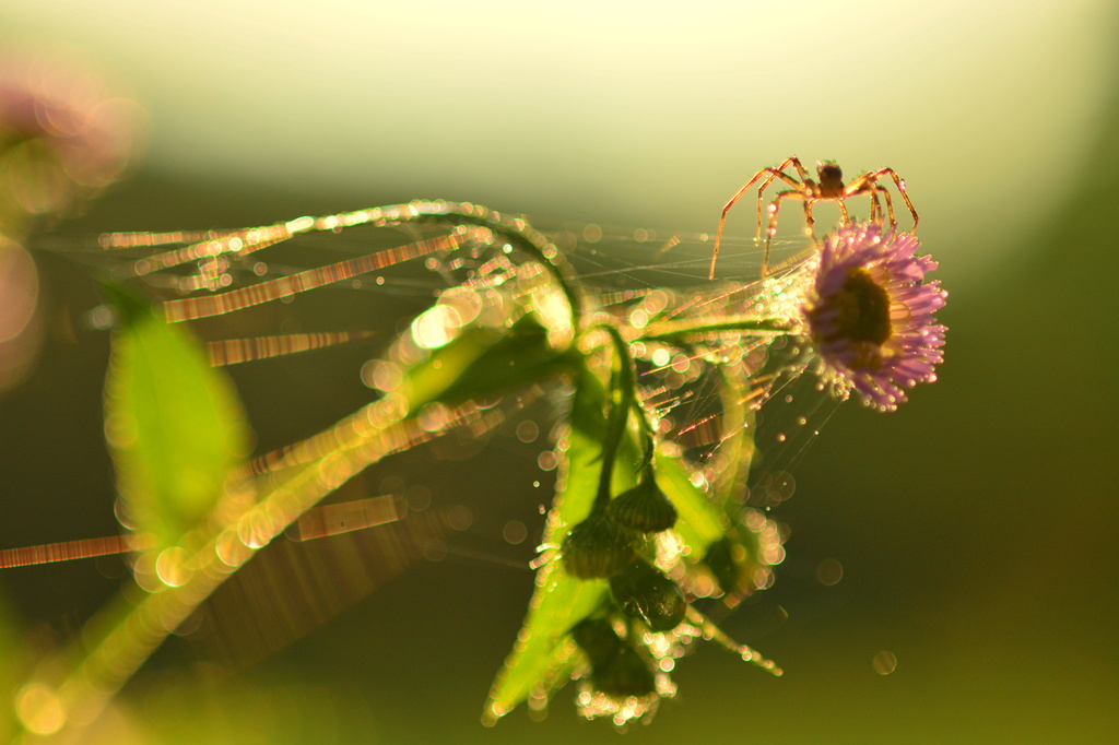 Spider and Bokeh by jayberg