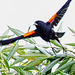 Redwing Blackbird by tosee