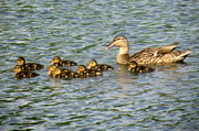 28th Jun 2014 - Momma And Babies
