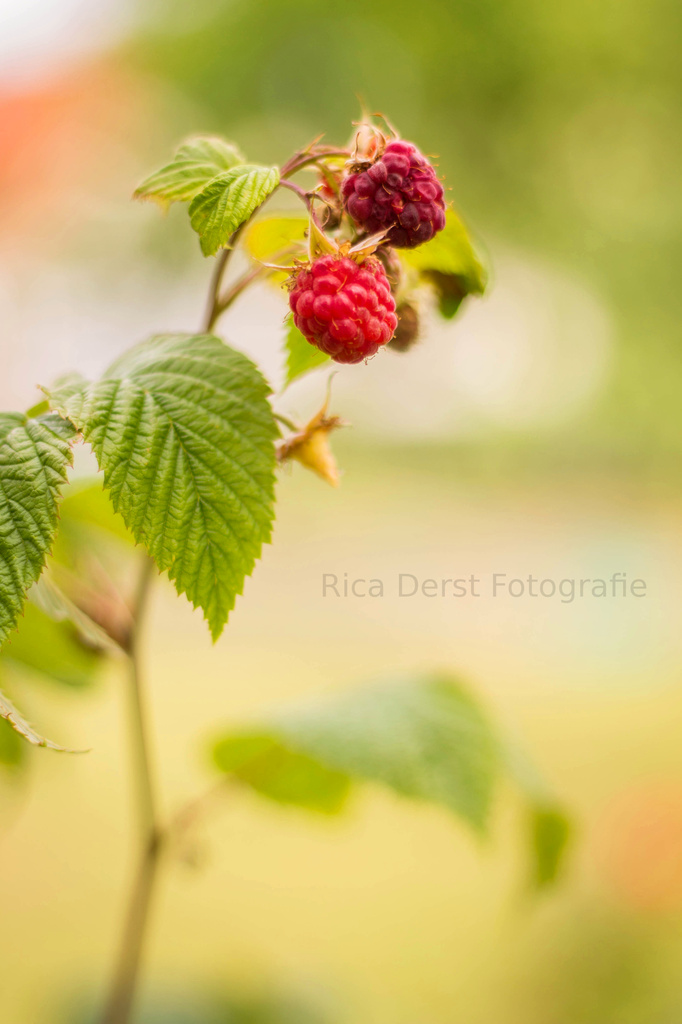 raspberry #60 by ricaa