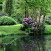 Rhododendron in Parc des Sources d'elle by judithdeacon