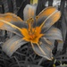 Selective color Yellow by brillomick