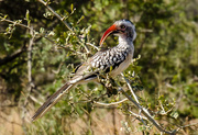 29th Jun 2014 - Red Hornbill