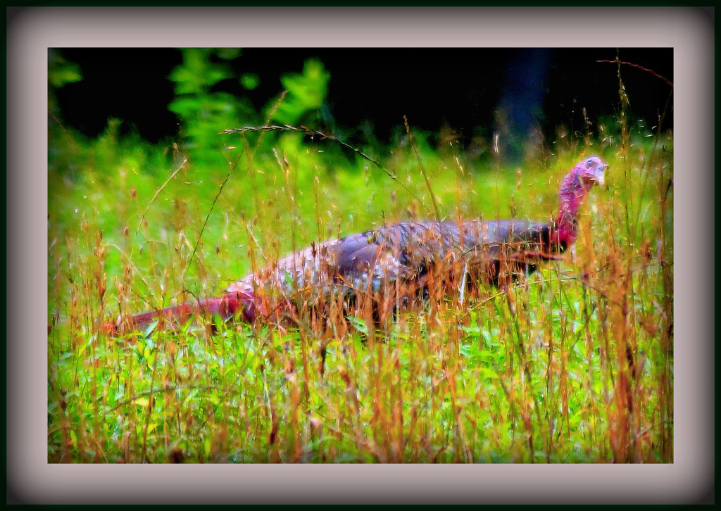 Wild Turkey  by vernabeth