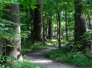 29th Jun 2014 - Virginia Forest Pathway
