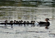 29th Jun 2014 - Wood Duck with Twelve Ducklings