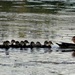 Wood Duck with Twelve Ducklings by annepann