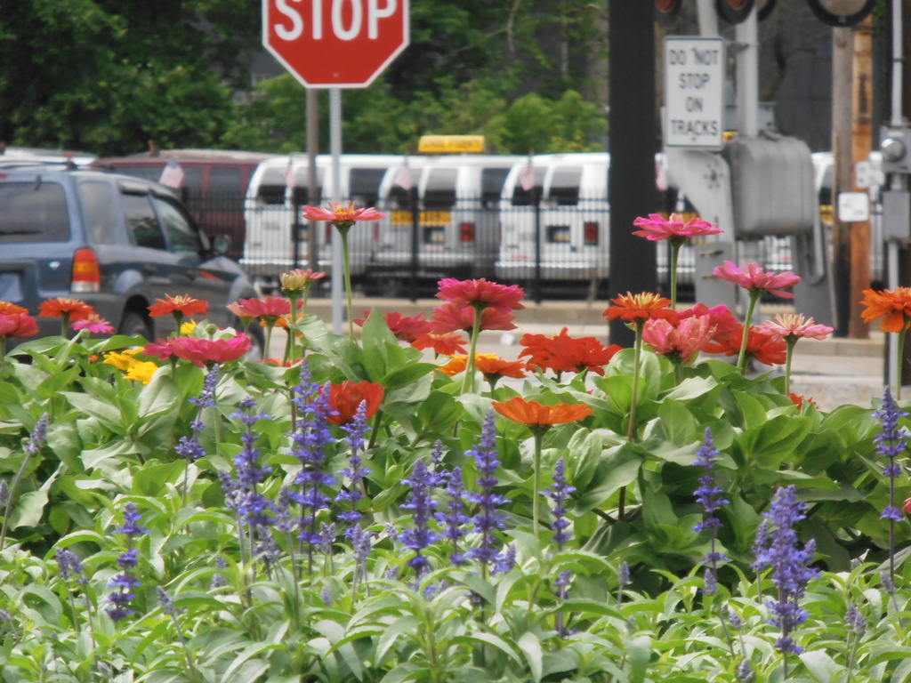 Flowers by julie