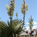 It's Yucca Time! by harbie