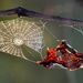Special Stunning Spider Webs - Day 1 of 4 by gigiflower
