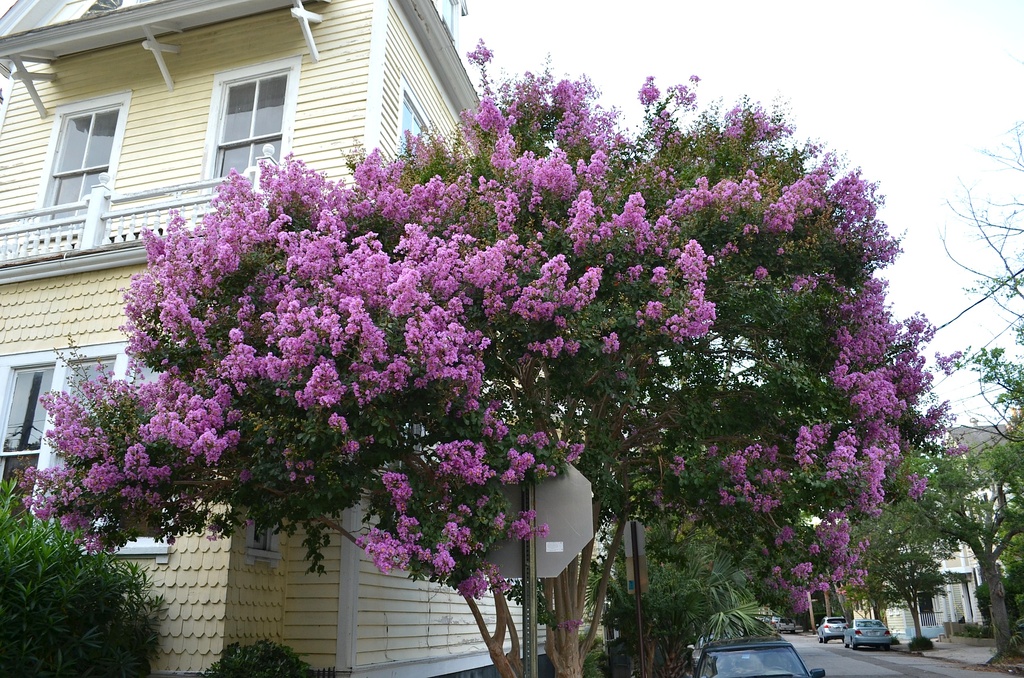 Crepe myrtle in bloom, Charleston, SC by congaree