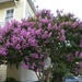 Crepe myrtle in bloom, Charleston, SC by congaree