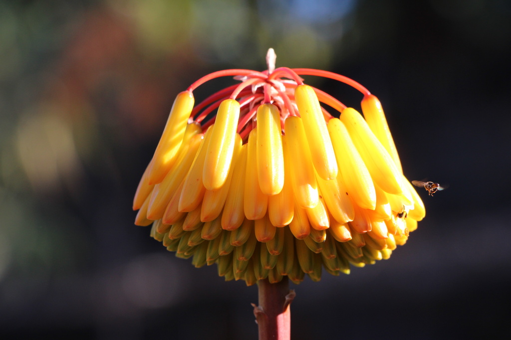 Aloe Flower by terryliv