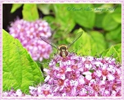 30th Jun 2014 - Hoverfly And Spirea