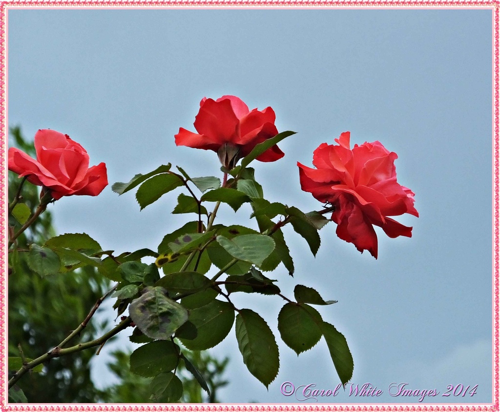 Roses In My Neighbour's Garden by carolmw