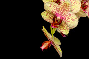30th Jun 2014 - 30th June 2014 - Orchid in colour