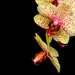 30th June 2014 - Orchid in colour by pamknowler