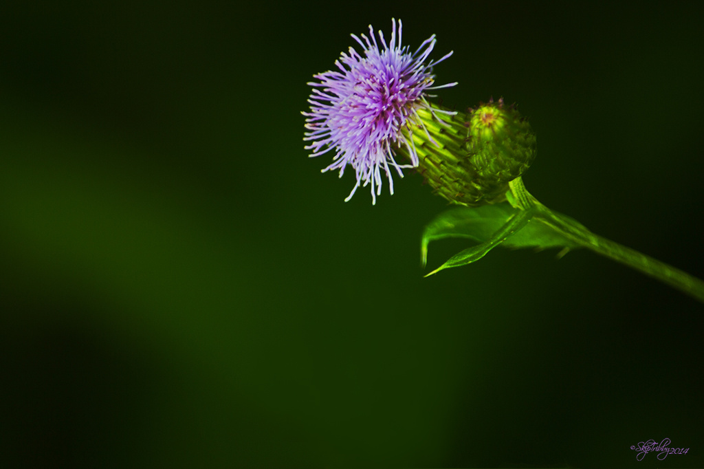 Canada Thistle(?) by skipt07
