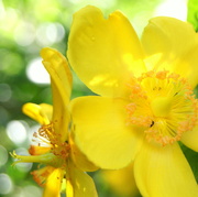 25th Jun 2014 - Hypericum and bokeh for my quilt