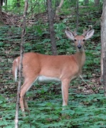 30th Jun 2014 - White-tailed Buck with Velvet Antlers