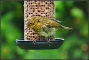 30th Jun 2014 -  Baby robin seems to have got used to the new feeder