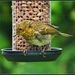  Baby robin seems to have got used to the new feeder by rosiekind