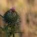 Prickly by leonbuys83