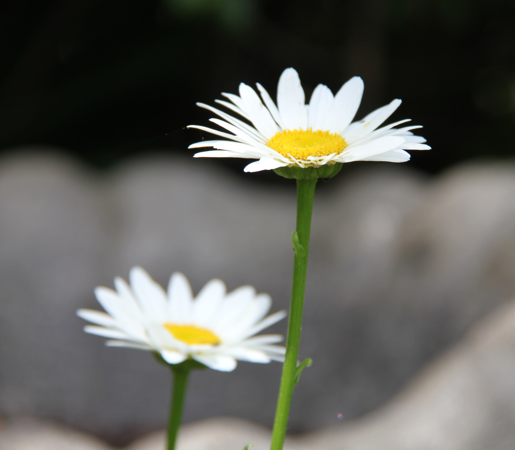 Daisies by randystreat