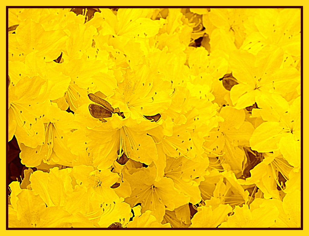 Yellow Flowers! by homeschoolmom