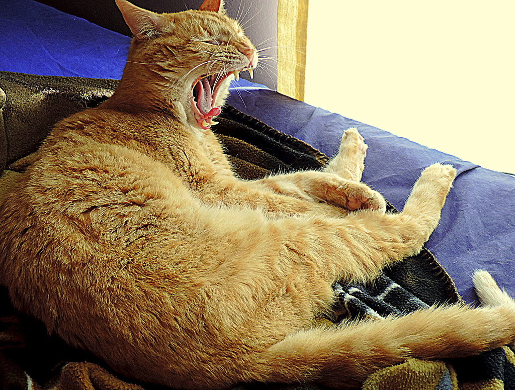 Orange tabby yawn! by homeschoolmom