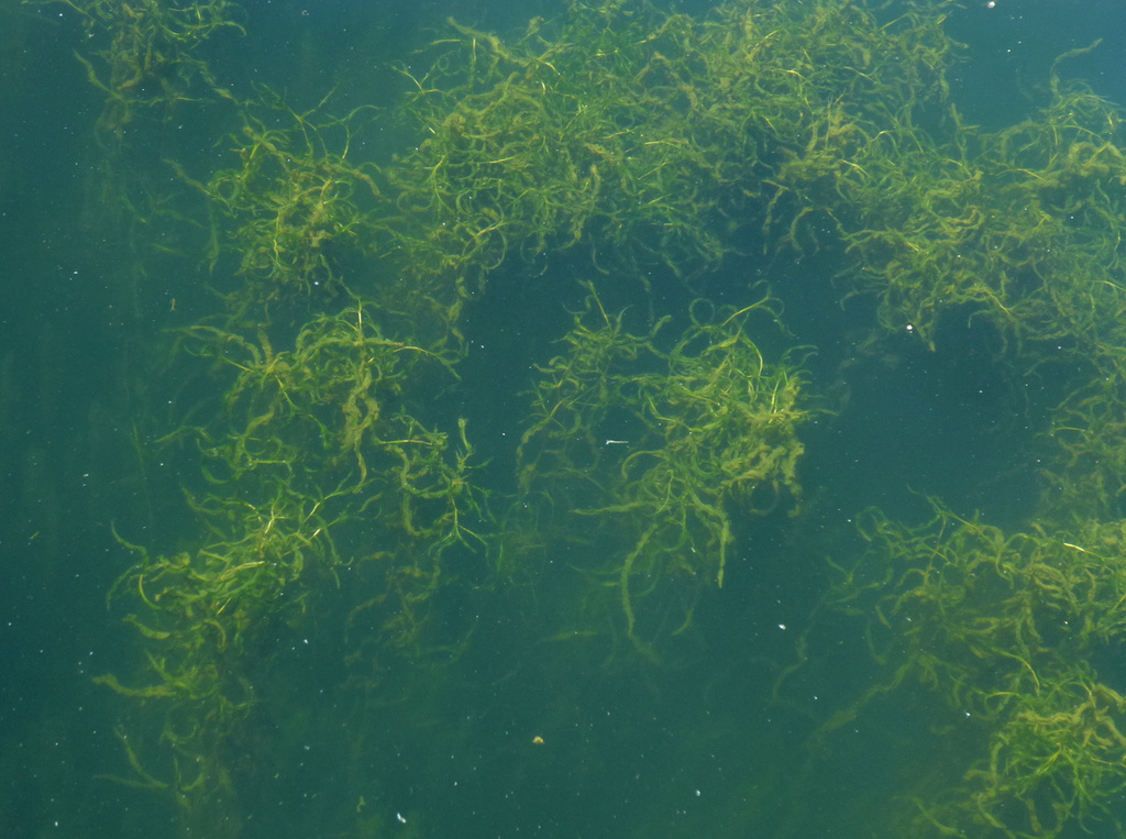 Under Sea Grass by stephomy