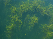 30th Jun 2014 - Under Sea Grass