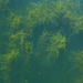 Under Sea Grass by stephomy