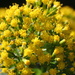Yellow Flowers by leestevo