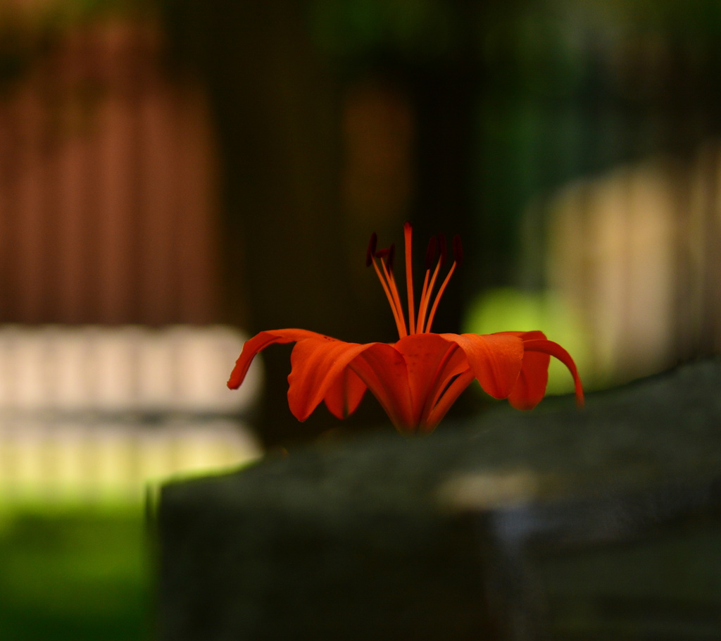 Orange Lily at the Cemetery by jayberg