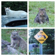 1st Jul 2014 - Neighborhood cats