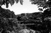 30th Jun 2014 - Small pond