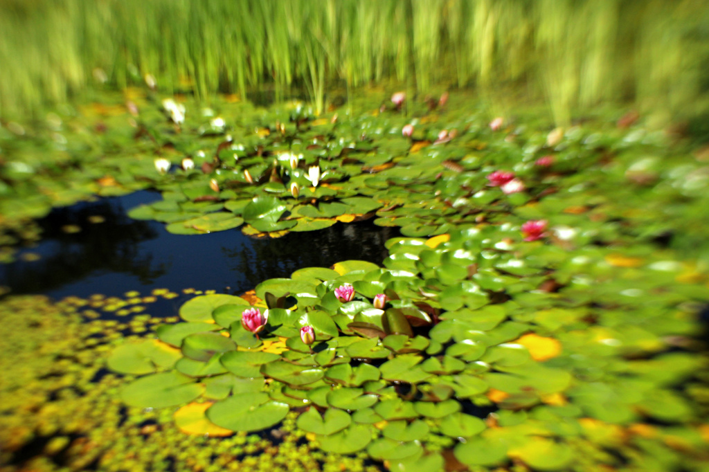 Lily Pond Splash by nanderson