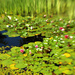 Lily Pond Splash by nanderson