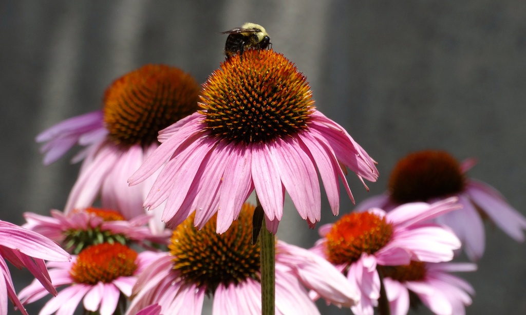 King of the Cone Flower by khawbecker