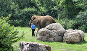 30th Jun 2014 - A keeper and his elephant