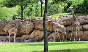 30th Jun 2014 - Giraffe family