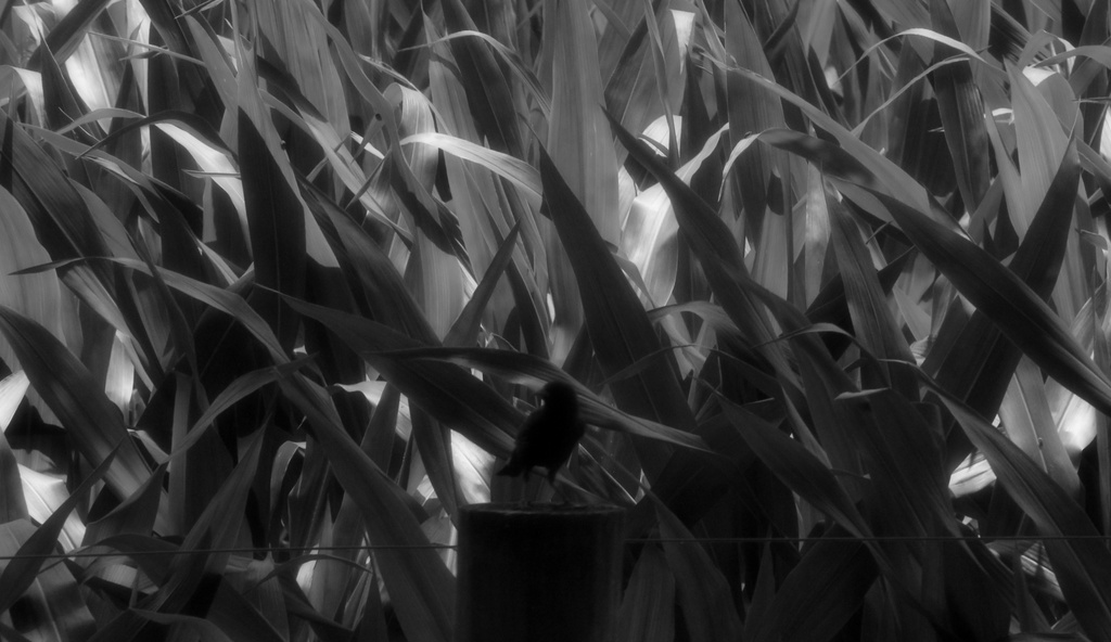 A Corny Bird by digitalrn