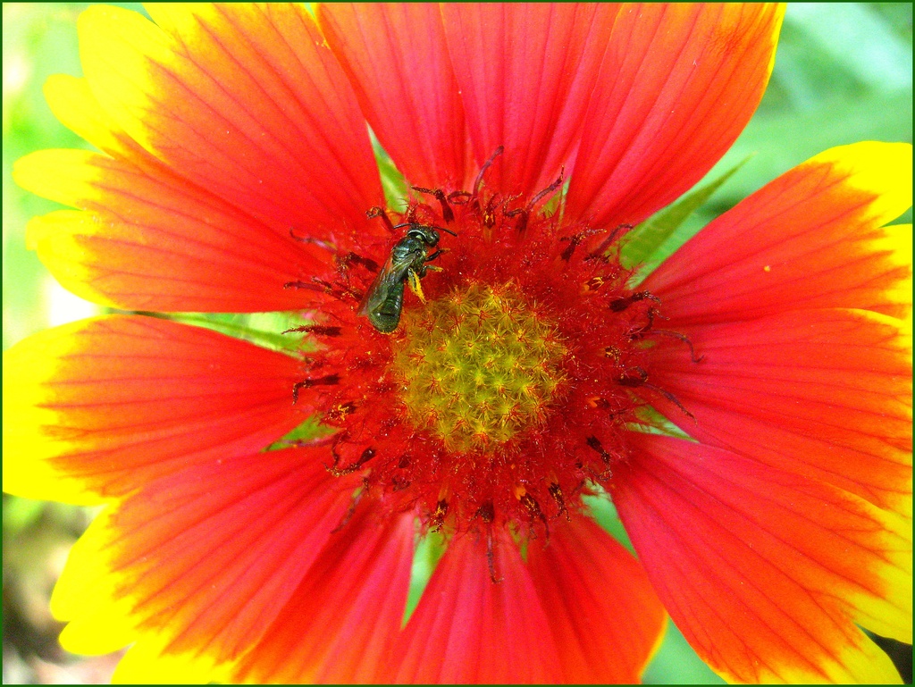 Little Green Bee on a Bright Red Flower by olivetreeann