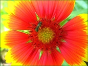 30th Jun 2014 - Little Green Bee on a Bright Red Flower