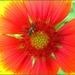 Little Green Bee on a Bright Red Flower by olivetreeann